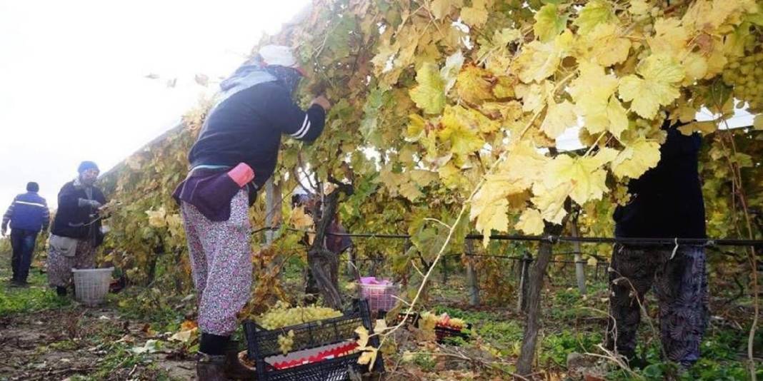 Aralık ayına rağmen hasat sürüyor! Örtü altı üretimde kalite ve verim farkı: Kilosu 35 TL’den cepleri de güldürüyor 3